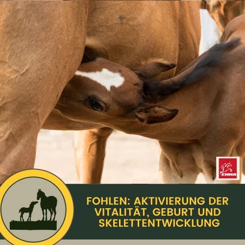 Vitamine b Complexe Cheval I Multivitamines pour Chevaux - Chevaux vitamines avec Vitamine C K B1 B2 B6 B12 Zinc Cheval I B vitamines Complexe système immunitaire VIT b Jument Poulain Nourriture 1L
