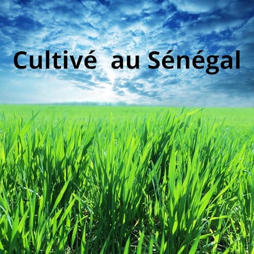 Khamaré Racines de vétiver 25 GRANDES TIGES soutiennent la flore intime, la flore intestinale, la bonne odeur vaginale, le bien-être vaginal. Drainant et détox. Gongoli, gongolili, Thiep par Orothi