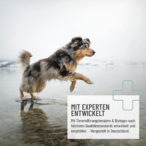 ReaVET concentré Poudre de moules à lèvres Vertes Chien 1 kg, Poudre de moules à lèvres Vertes Chien Cheval, moules à lèvres Vertes après arthrose traitée