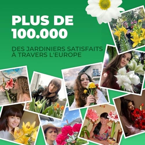 Bulbes de jonquilles Budget Collection (25 pièces) - Parfumées, vivaces et résistantes au froid - mélange de bulbes de Hollande - pour le jardin et le pot, 6-7 variétés