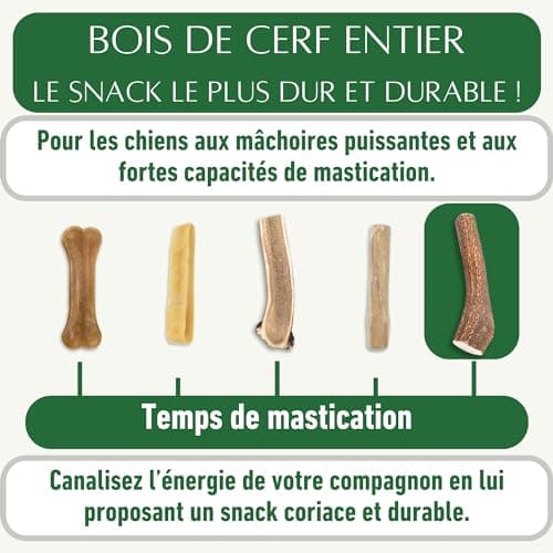 Bois de cerf pour Chien a Macher Entier (1 pièce). Friandise pour Chiots et Chiens de Tout âges. Jouet Occupation. Jouet de Mastication. Soins Dentaire idéal (M)
