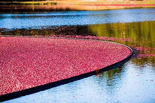OCEAN SPRAY Bouteille de jus de Cranberry et Framboise Faible en sucres 1 Litre -Carton de 6 bouteilles