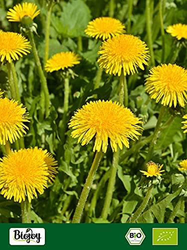 Biojoy Racine de Pissenlit BIO (250 g), séchées et coupées (Taraxacum officinale)