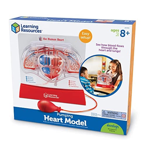 Learning Resources Modèle de cœur battant
