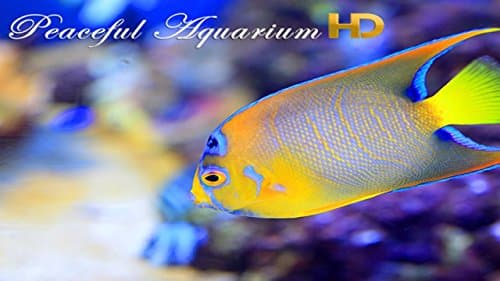 Peaceful Aquarium HD