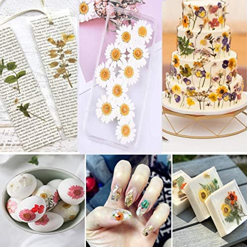 YouthBro 144PCS Fleurs Séchées Pressées Orange pour Pésine Vraie Nature Fleurs de Marguerite pour Bijoux Savon Vase Carte Scrapbook Art Décors
