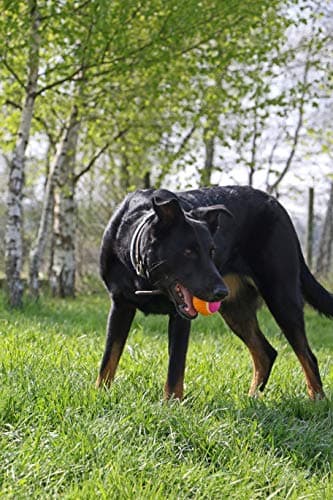Aimé - Balle pour Chien 5 en 1 Saveur Bœuf - Jouet Interactif/Éducatif pour Développer et Stimuler les 5 Sens - Résistant Toutes Races et Tous Âges - Balle 6 cm
