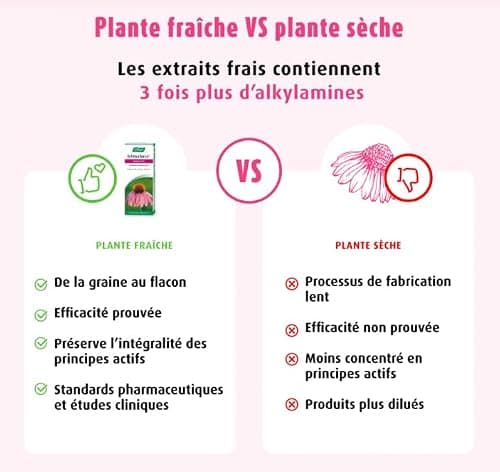 A.VOGEL-Echinaforce® – Complément alimentaire – Renforce le système immunitaire et santé de l'appareil respiratoire - Extrait de plante Fraîche d’Echinacée Bio – Solution buvable 100ml