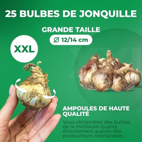 Bulbes de jonquilles Budget Collection (25 pièces) - Parfumées, vivaces et résistantes au froid - mélange de bulbes de Hollande - pour le jardin et le pot, 6-7 variétés