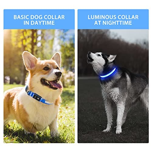 PcEoTllar Collier Lumineux Chien, Collier Chien LED Rechargeable et Etanche Clignotant, Collier Chien Fluorescent avec 7 Couleurs, Sécurité avec Réglable pour Petits Moyens Gros Chiens, Bleu-M