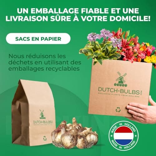 Bulbes de jonquilles Budget Collection (25 pièces) - Parfumées, vivaces et résistantes au froid - mélange de bulbes de Hollande - pour le jardin et le pot, 6-7 variétés