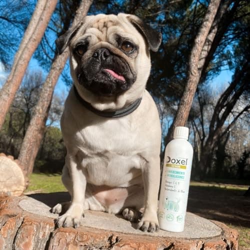 Doxel Senior 1L | Huile pour Chien Agés | Anti-Inflammatoire | Supplément | Omega 3 6 9| Vitamine E | Chien Adultes | Anti-âge Articulations et Muscles Saines | Arthrose Chien | Huile de Camelina