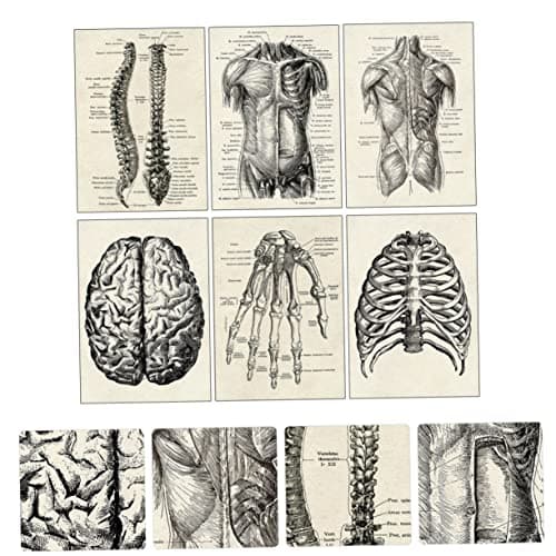 JEWEDECO 6 Pièces Anatomie Humaine Anatomique Posters Affiche D'anatomie D'apprentissage Tableau D'anatomie Apprentissage De La Planche Anatomique Tableau Anatomique Humain Black Papier