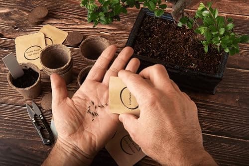 VEGETALIUS - Kit complet de 6 Bonsai avec graines & accessoires - Fabriqué en France - Idée coffret cadeau original pour femme & homme pour votre intérieur ou jardin