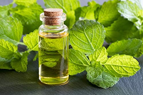 MÉLISSE bio française 100ml | Solution buvable de plantes fraîches | Digestion | Origine France certifiée | Certifié AB | Laboratoire SYNERGIA
