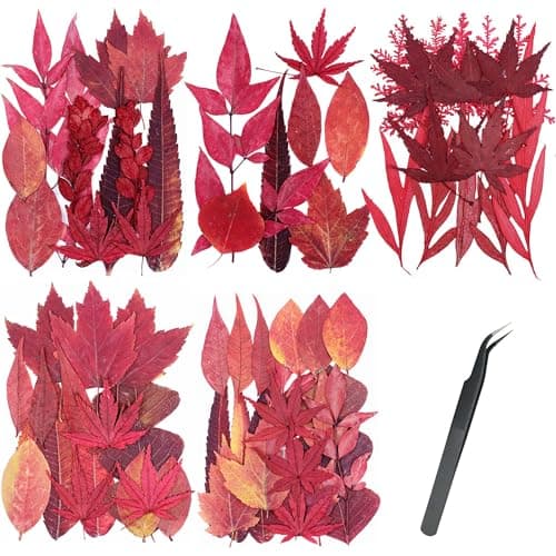Cayway 73 Pièce Feuille D'érable Rouge Fleur Pressée Naturelle, Fleurs Pressé Séchées Naturelles Florales Naturelles Feuille de Fleurs Pressées pour Bricolage Résine Bijoux