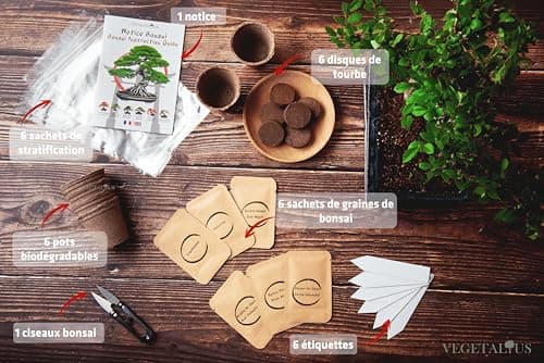 VEGETALIUS - Kit complet de 6 Bonsai avec graines & accessoires - Fabriqué en France - Idée coffret cadeau original pour femme & homme pour votre intérieur ou jardin