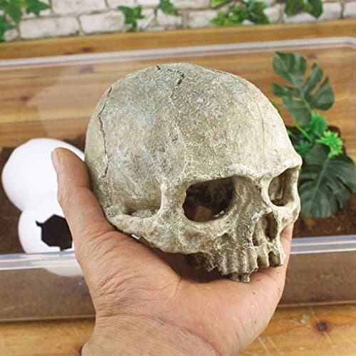 Morza Environnements Exotiques Crâne Aquarium Ornement Terrarium Reptile Fish Tank Décoration