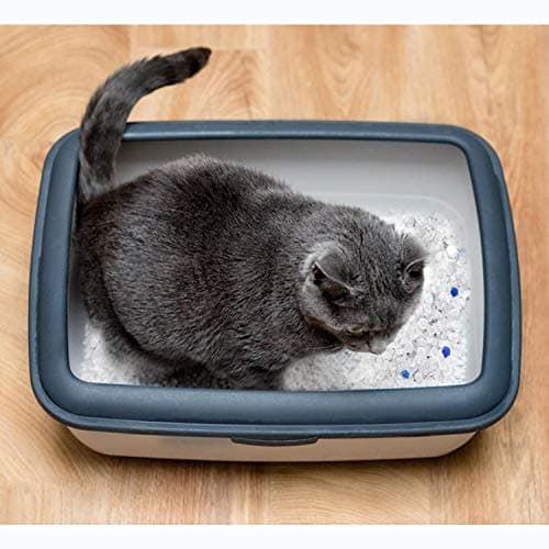 Nobleza Litière pour Chats Silice Gel 30.4L - Litière pour Chat Haut de Gamme avec Contrôle Supérieur des Odeurs et Absorption Efficace des Liquides