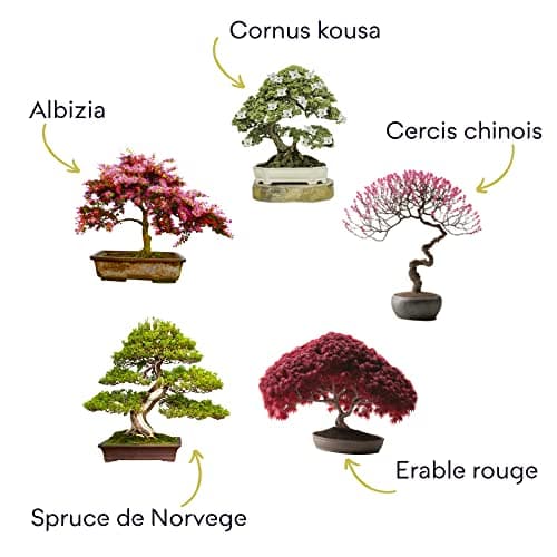 CULTIVEA® Kit Bonsaï Premium Prêt à Pousser - Jardinez et décorez - Entretien de vos bonsaïs et plantes naturel - Fil, Outils, Ciseaux Ronds, Petits Ciseaux Bonsai - Idée Cadeau Original