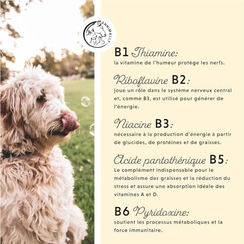 Vitamine B Complex 120 comprimés pour Chien et Chat : Vitamine B1, B2, B3, B5, B6, B9, B12 - Vitamines et compléments pour Chiens et Chats - Vitamine pour Chien - Vitamine Chat