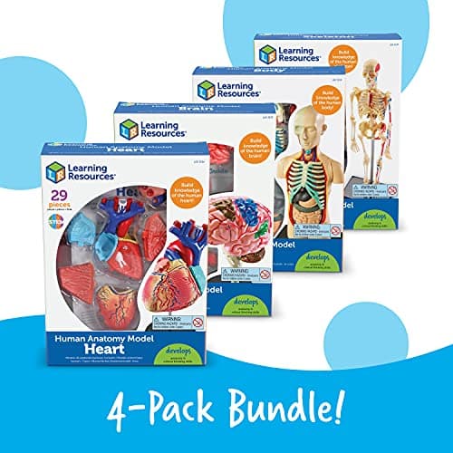 Learning Resources Kit de modèles anatomiques