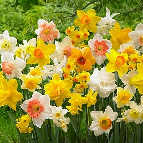 Bulbes de jonquilles Budget Collection (25 pièces) - Parfumées, vivaces et résistantes au froid - mélange de bulbes de Hollande - pour le jardin et le pot, 6-7 variétés