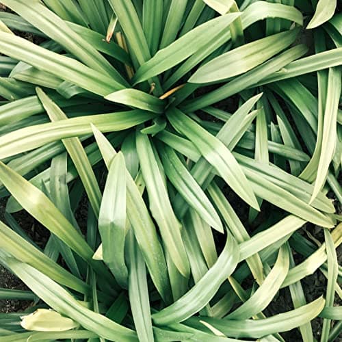 Citronnelle coupée (250g), citronnelle, thé à la citronnelle, thé à la citronnelle délicatement séché, 100% pur et naturel