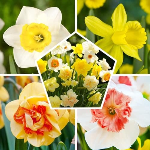 Bulbes de jonquilles Budget Collection (25 pièces) - Parfumées, vivaces et résistantes au froid - mélange de bulbes de Hollande - pour le jardin et le pot, 6-7 variétés