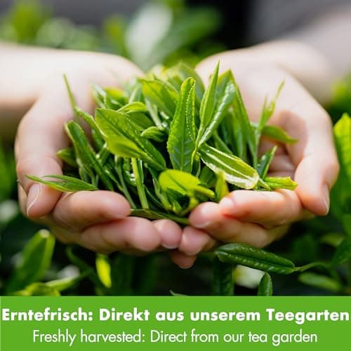 Thé vert Sencha Bio "Quatre Saisons" - Thé vert aromatique et - de 250g. Biologique, Naturel et Pur