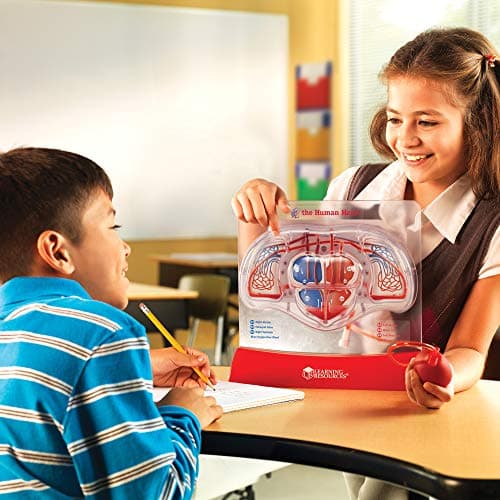 Learning Resources Modèle de cœur battant