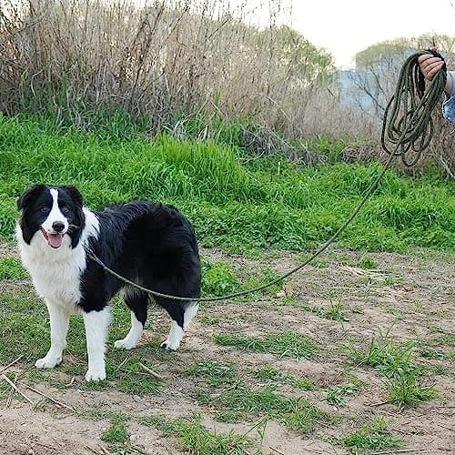 X XBEN Longe pour Chien, 3M 5M 10M 15M 20M 25M 30M Laisse de Dressage pour Chien, Laisse pour Chien avec Poignée Confort et Mousqueton Verrouillable, Longe Robuste pour Petits, Moyens et Grands Chiens