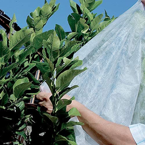 TENAX Ortoclima Plus 2,40x10 m Blanc, Voile d'Hivernage pour Plantes et Cultures, en Tissu Non Tissé 30 g/m2, Protège les Plantes, Fleurs et Légumes du Froid, du Gel et du Vent