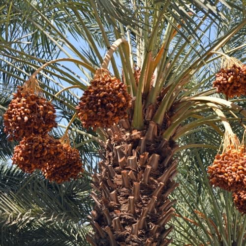 Munchilycious Dattes Dénoyautées BIO 500g, Dattes Bio Séchées Dénoyautées, Collation aux Fruits