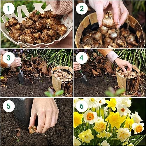 Bulbes de jonquilles Budget Collection (25 pièces) - Parfumées, vivaces et résistantes au froid - mélange de bulbes de Hollande - pour le jardin et le pot, 6-7 variétés