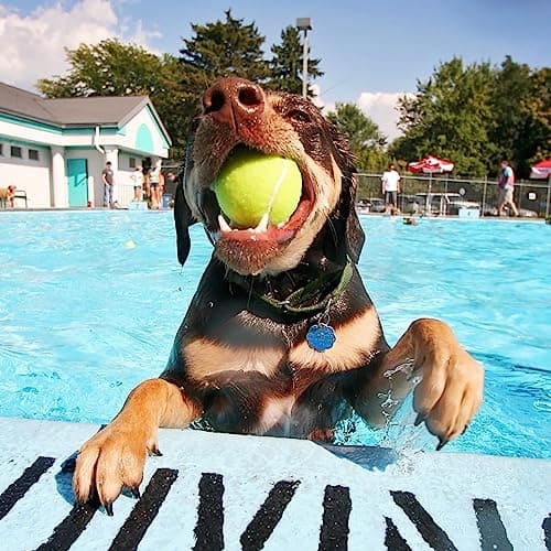 Big Game Hunters Balles pour chien – Balle indestructible pour chien – Balles de tennis pour chien – Lot de 6 balles jaunes pour chiens – Balle interactive pour chien – Balle pour chiot – Balle de