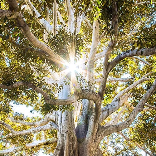 Feeby Image Panneau Déco Arbre 40x60 cm 1 pièce Tableaux Tableau Mural Image Photo Décoration Murale Artistique Photographie Design Chambre Salon Cuisine Feuillage Nature Paysage vert