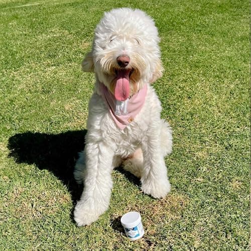 Petpost | Lingettes Anti-Taches de Larmes - 100 lingettes en Coton - Meilleur Traitement Naturel Anti-croûtes pour Yeux pour Fourrure Blanche-sans Produits Chimiques et sans Javel - 100 CT.