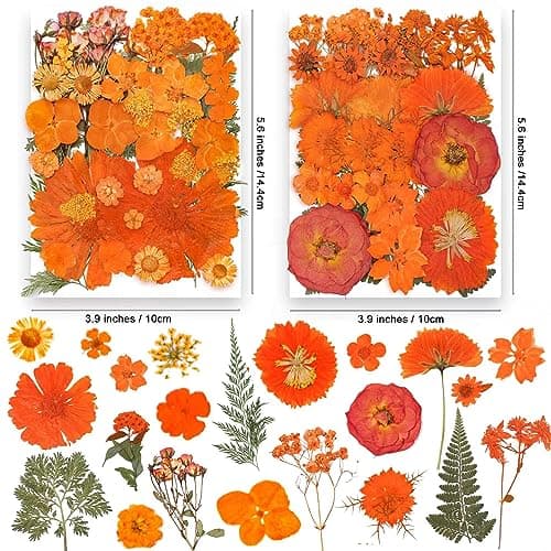 YouthBro 144PCS Fleurs Séchées Pressées Orange pour Pésine Vraie Nature Fleurs de Marguerite pour Bijoux Savon Vase Carte Scrapbook Art Décors