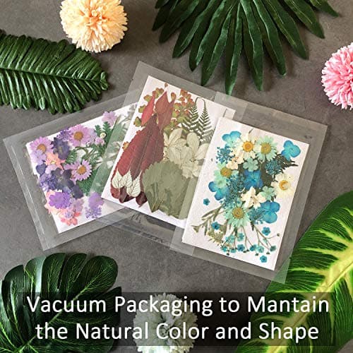 Cinco 90 Pcs Vraies Fleurs et Feuilles Pressées Séchées Pétales Naturels Séchés pour Bougie Résine Bijoux Savon Pendentif pour Ongles Cas De Téléphone Artisanat (Bleu, Violet, Rose, Vert)