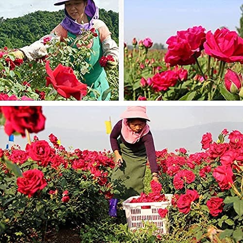 Reccisokz 100g-Pétales de rose séchées naturelles véritables fleurs rouges séchées pour le bain des pieds, le bain, le spa, le mariage, les confettis pour la maison, les loisirs créatifs