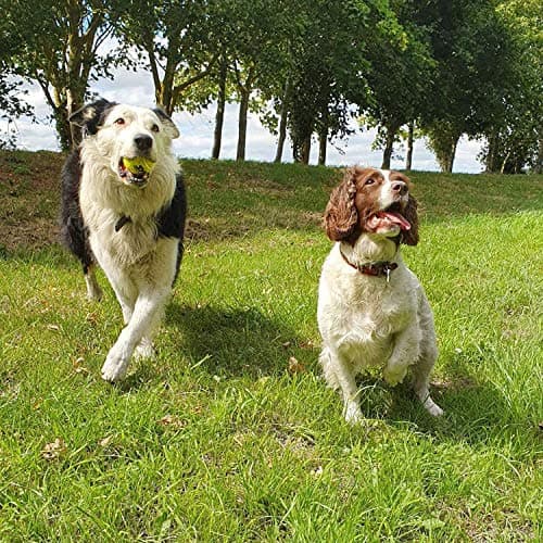 Big Game Hunters Balles pour chien – Balle indestructible pour chien – Balles de tennis pour chien – Lot de 6 balles jaunes pour chiens – Balle interactive pour chien – Balle pour chiot – Balle de