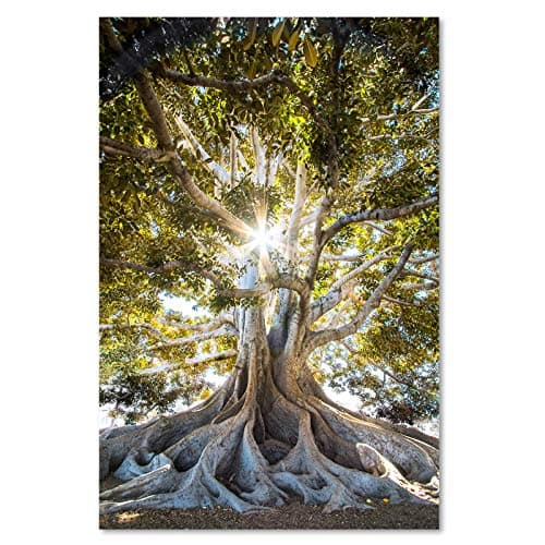 Feeby Image Panneau Déco Arbre 40x60 cm 1 pièce Tableaux Tableau Mural Image Photo Décoration Murale Artistique Photographie Design Chambre Salon Cuisine Feuillage Nature Paysage vert