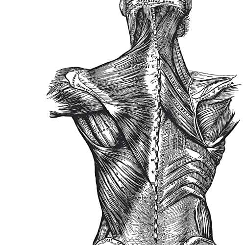 Nacnic Ensemble de 3 affiches d'anatomie en noir et blanc avec des images du corps humain. Pack de fiches sur la biologie avec Bras, Jambe et Dos. Format A4. Sans cadre.