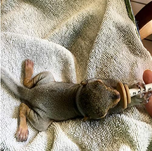 betevie Lot de 6 mini seringues à tétons pour animaux domestiques et animaux sauvages, idéal pour les tétons de chiots, chatons, écureuils et autres animaux de compagnie