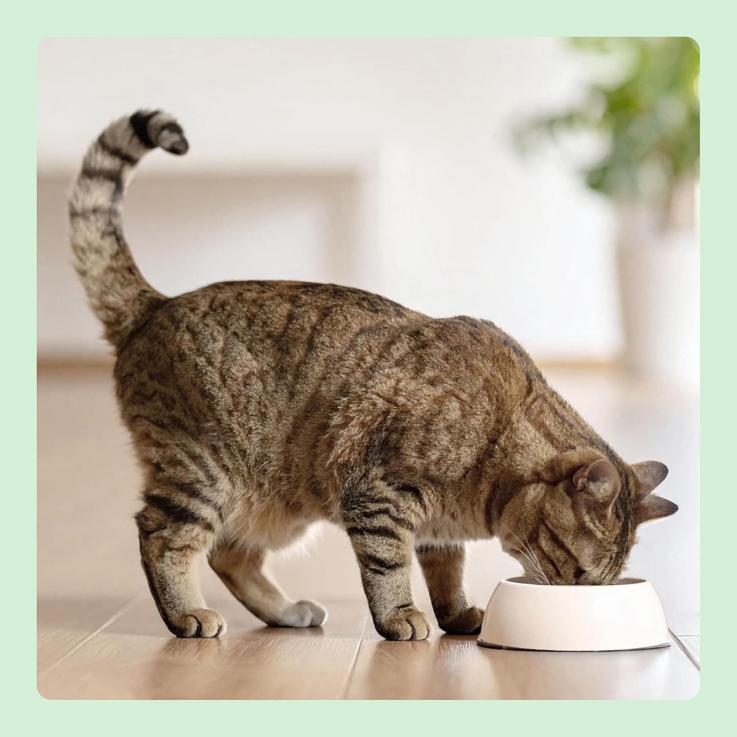 by Amazon Aliment pour Chat Adultes sans céréale, élaboré avec du Saumon Frais - 3kg (Anciennement Une Marque Lifelong, même Produit)