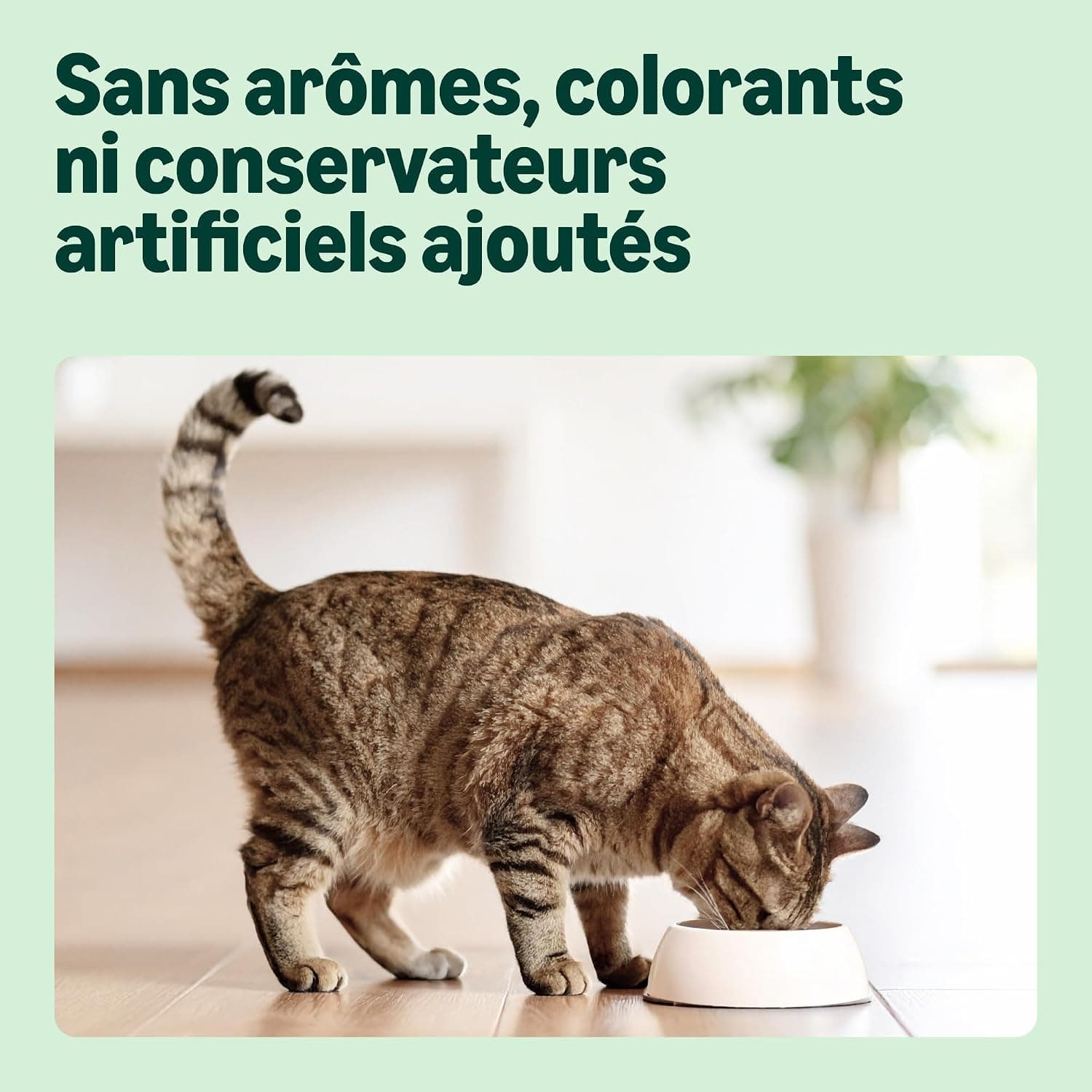 by Amazon - Croquettes complètes pour chats adultes au saumon, thon et légumes, 1 lot de 3kg
