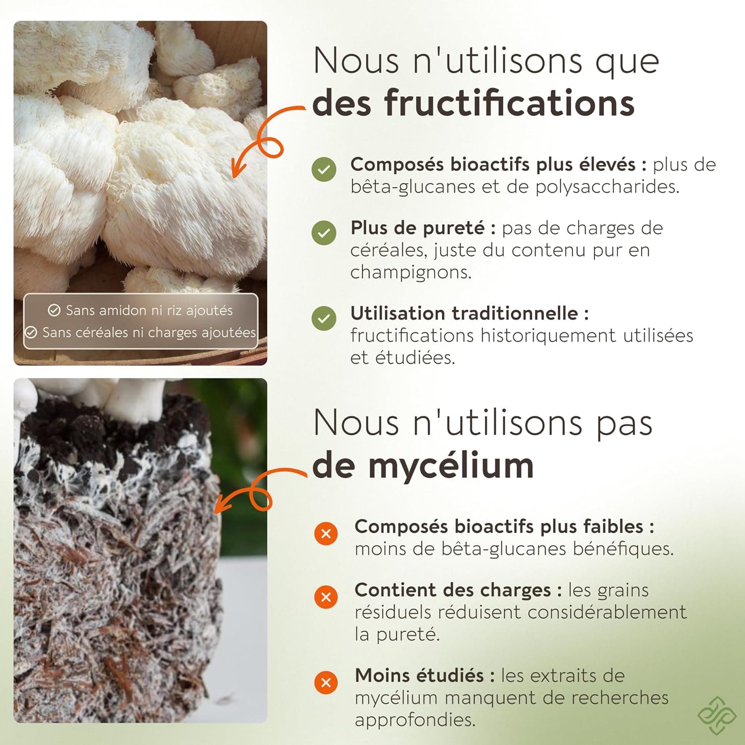 Naturel Lion's Mane Mushroom en poudre, extrait | Hericium erinaceus