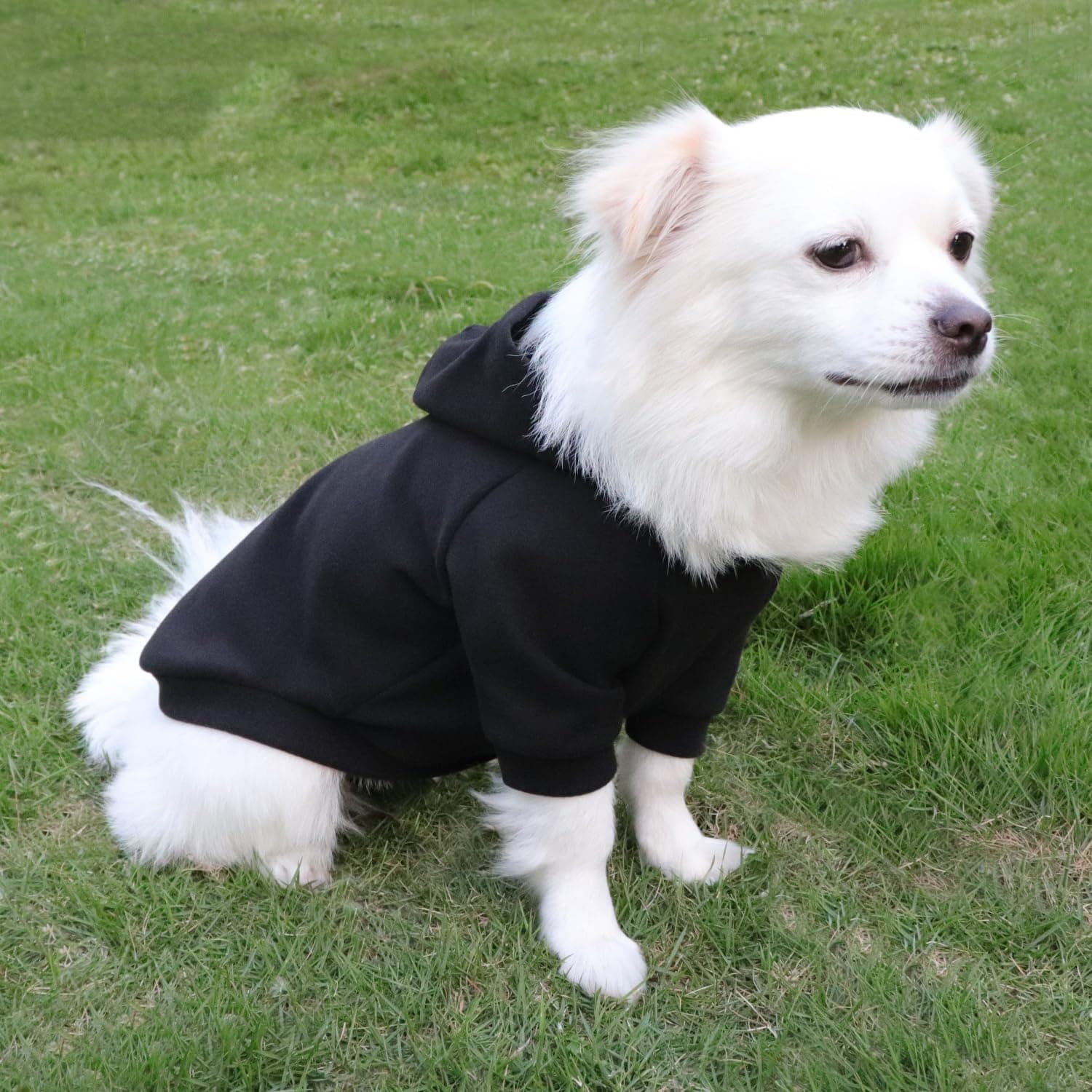 Sweat à capuche pour chien chaud et léger, avec une texture douce, élasticité, facile à porter et couleurs vives (noir, S)