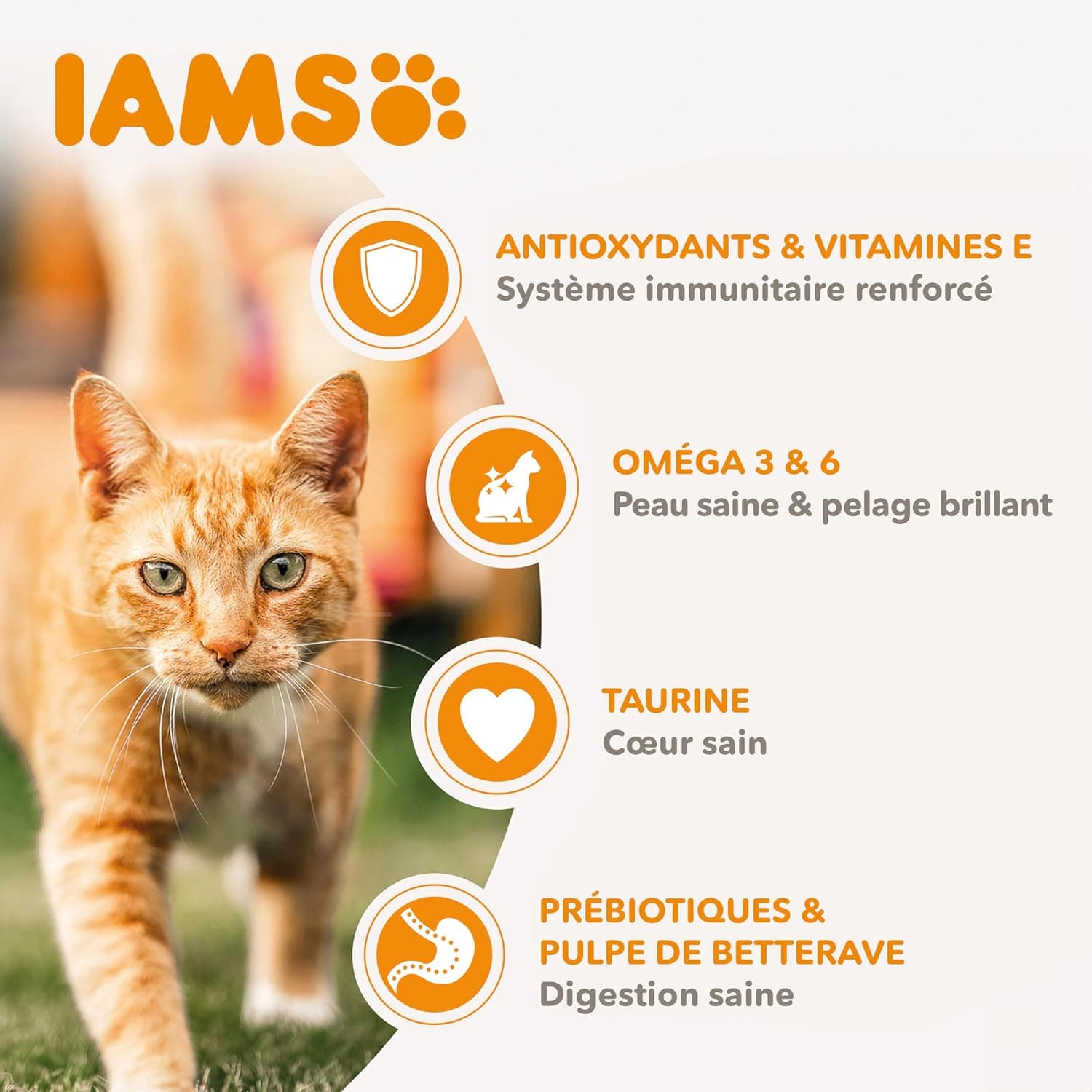 IAMS Croquettes Chat Adulte au Saumon 3 kg